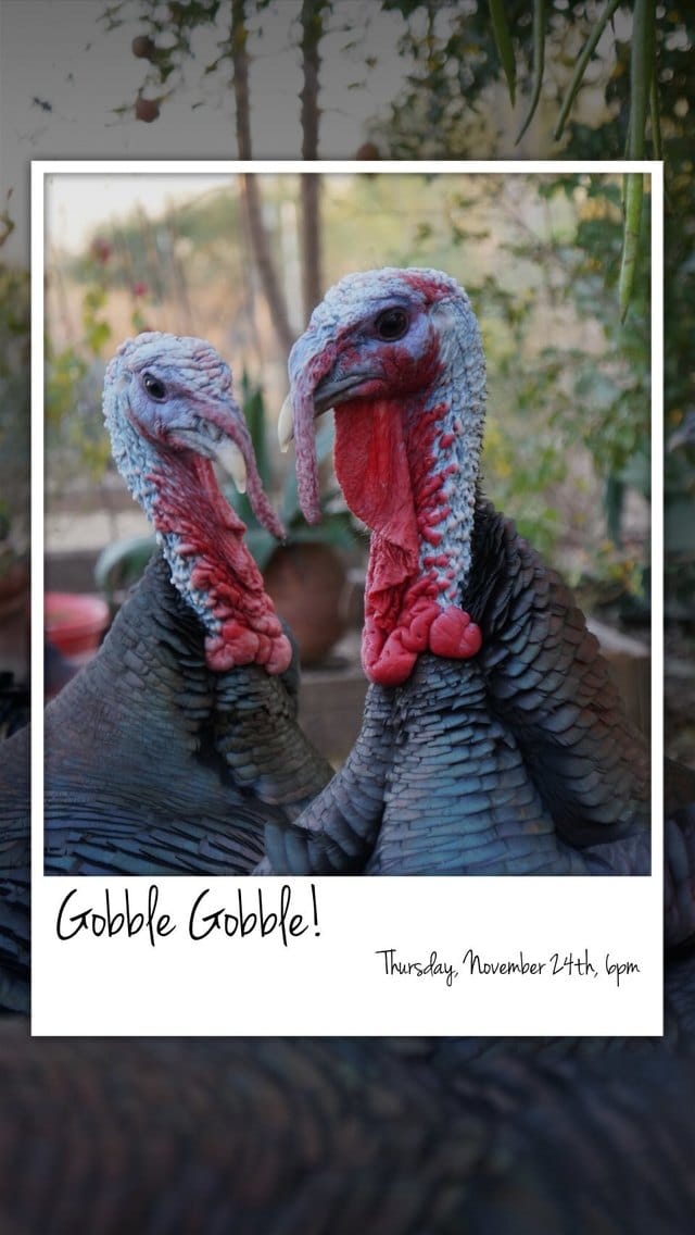 Text Message Invite Designs for Gobble Gobble Get Together